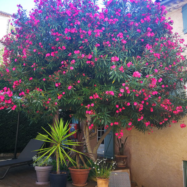 fleurs2